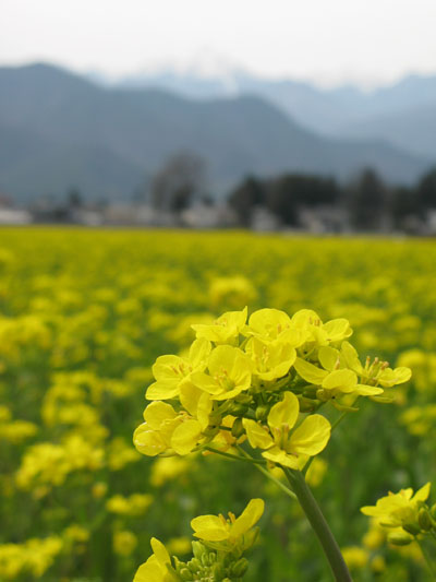 A Farm in Spring